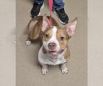 MOUTH - Male American Pit Bull Terrier-Unknown Mix Dog for Adoption - Small photo