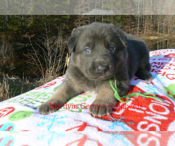 Medium Photo #1 German Shepherd Dog Puppy For Sale in PIEDMONT, MO, USA