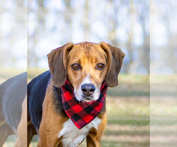 Medium Photo #1 Mutt Puppy For Sale in Unionville, PA, USA