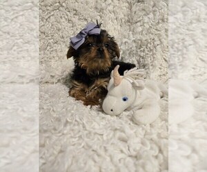 Yorkshire Terrier Puppy for sale in GRAND RAPIDS, MI, USA