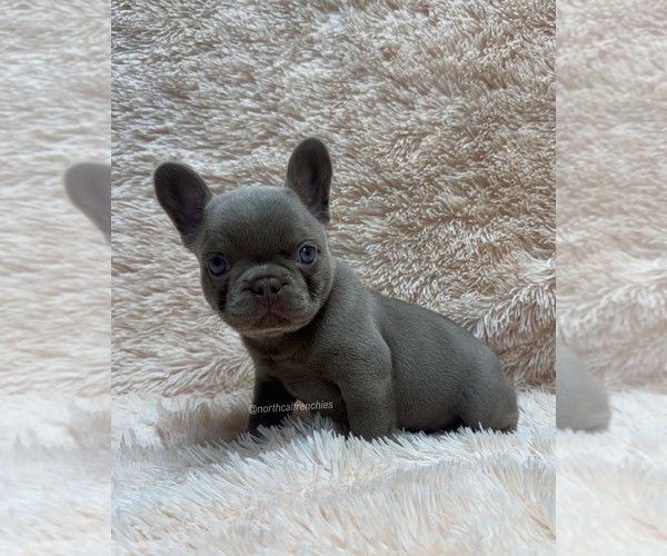 Medium Photo #3 French Bulldog Puppy For Sale in SACRAMENTO, CA, USA