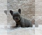 Small #2 French Bulldog