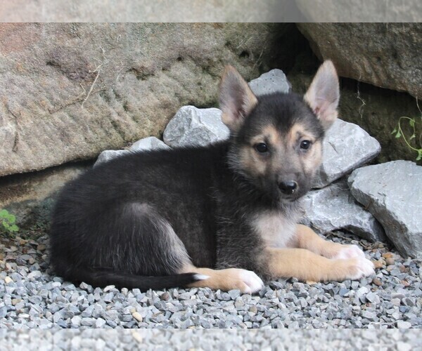 Medium Photo #1 German Shepherd Dog-Siberian Husky Mix Puppy For Sale in FREDERICKSBURG, OH, USA