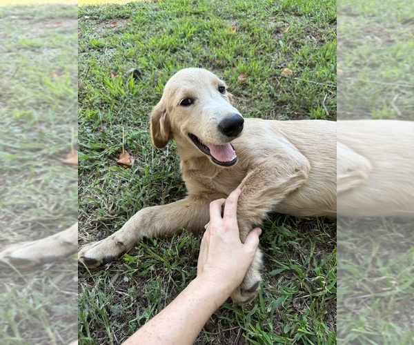 Medium Photo #2 Flat Coated Retriever-Golden Retriever Mix Puppy For Sale in SOMERVILLE, AL, USA