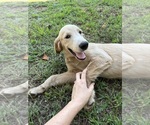 Small #1 Flat Coated Retriever-Golden Retriever Mix