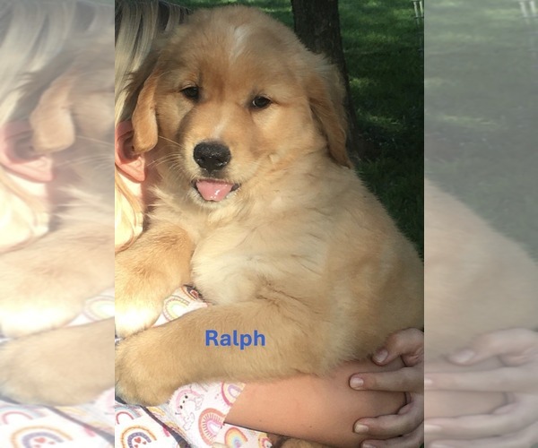 Medium Photo #7 Golden Retriever Puppy For Sale in BURNS, KS, USA