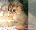 Small #6 Golden Retriever