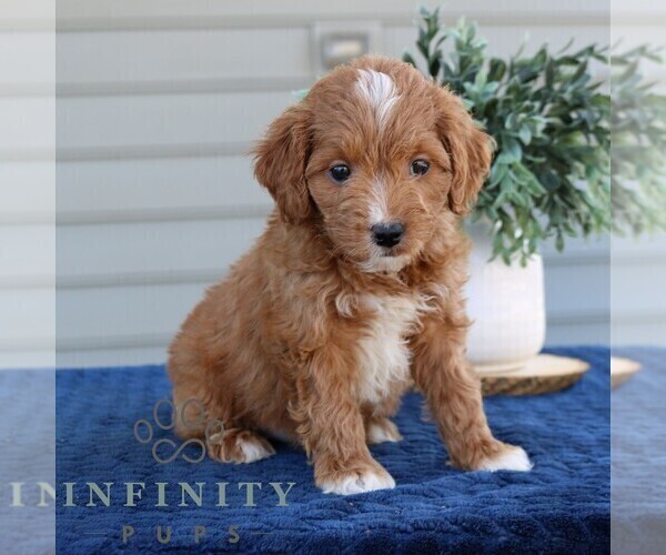 Medium Photo #3 Goldendoodle (Miniature) Puppy For Sale in NARVON, PA, USA