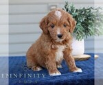 Small #2 Goldendoodle (Miniature)