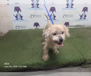 Maltese-Unknown Mix Dogs for adoption in Orlando, FL, USA