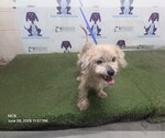 Small Maltese Mix