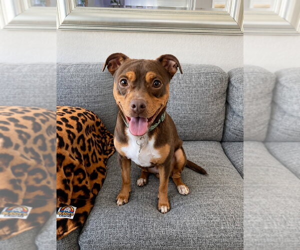 Medium Photo #13 American Staffordshire Terrier-Chihuahua Mix Puppy For Sale in Lake Forest, CA, USA