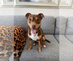 Small #12 American Staffordshire Terrier-Chihuahua Mix