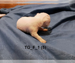 Small #4 Chihuahua