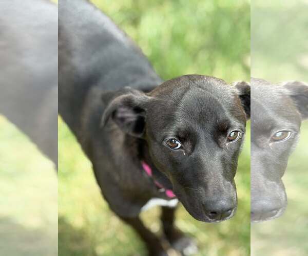 Medium Photo #4 Labrador Retriever-Unknown Mix Puppy For Sale in Woodbury, NY, USA
