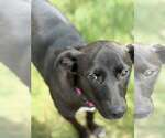 Small #3 Labrador Retriever Mix