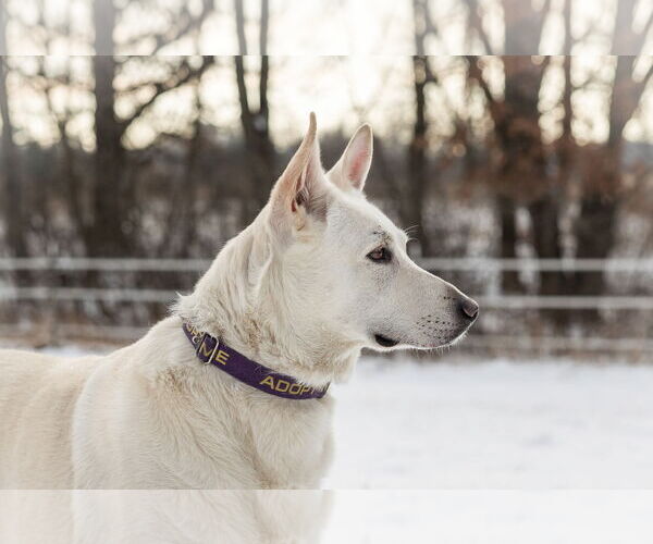 Medium Photo #10 Mutt Puppy For Sale in Princeton, MN, USA