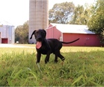 Small Photo #6 Great Dane Puppy For Sale in SOMERVILLE, TN, USA