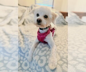 Cream Puff - Female Bichon Frise-Unknown Mix Dog for Adoption - Photo #2