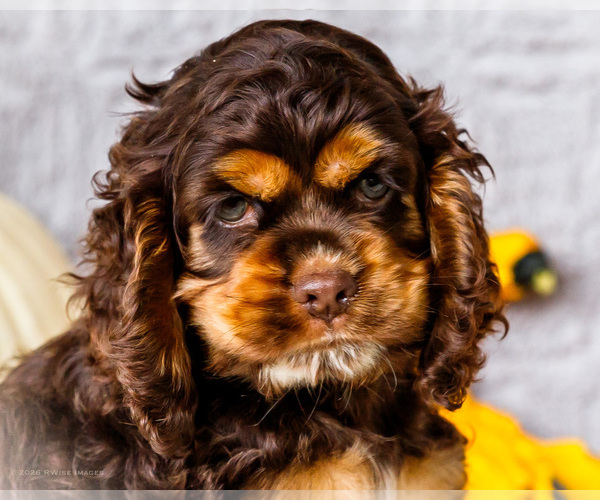 Medium Photo #29 Cocker Spaniel Puppy For Sale in WAKARUSA, IN, USA