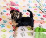 Small Morkie