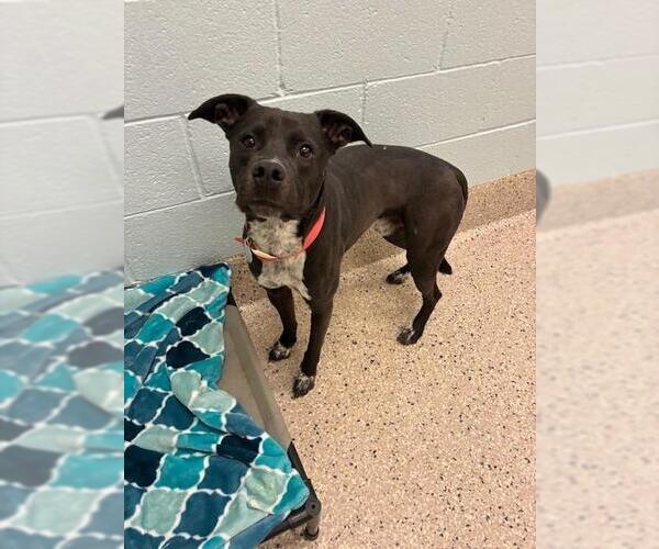 Medium Photo #1 Mutt Puppy For Sale in Brighton, CO, USA