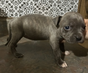 American Pit Bull Terrier Puppy for sale in CASTLE HAYNE, NC, USA