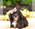Small Photo #59 Maltipoo (Miniature) Puppy For Sale in WARSAW, IN, USA