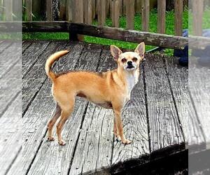 Chihuahua-Unknown Mix Dogs for adoption in Incline Village, NV, USA