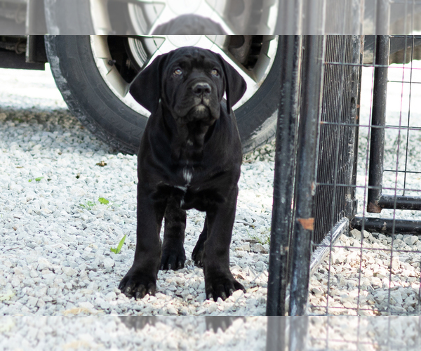 Medium Photo #8 Cane Corso Puppy For Sale in WAKARUSA, IN, USA
