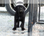 Small Photo #8 Cane Corso Puppy For Sale in WAKARUSA, IN, USA