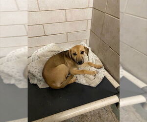 German Shepherd Dog Dogs for adoption in Stockton, CA, USA