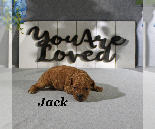 Medium Photo #3 Poodle (Toy) Puppy For Sale in CHANUTE, KS, USA