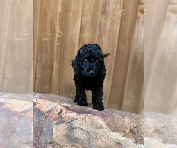 Medium Photo #32 Goldendoodle (Miniature) Puppy For Sale in HALTOM CITY, TX, USA