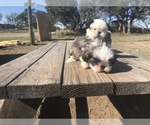 Small Photo #5 Shih Tzu Puppy For Sale in POTEET, TX, USA