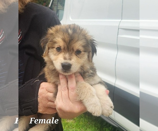 Medium Photo #2 Collie-Labrador Retriever Mix Puppy For Sale in Royal Palm Beach, FL, USA