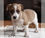 Small Jack Russell Terrier