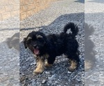 Small #5 Lhasa Apso-Poodle (Toy) Mix