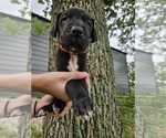 Small #8 Great Dane