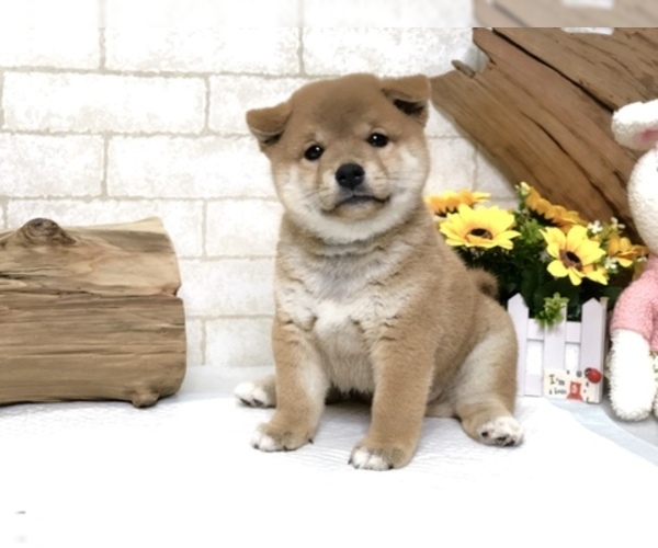 View Ad Shiba Inu Puppy For Sale Near California Los