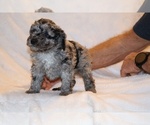Small #2 Poodle (Toy)