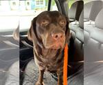 Small #3 Labrador Retriever