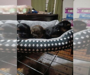 Shorkie Tzu-Yorkshire Terrier Mix Puppy for sale in VIRGINIA BEACH, VA, USA