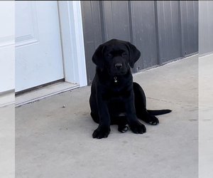 Labrador Retriever Puppy for sale in HAVILAND, KS, USA