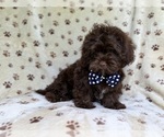 Small #2 ShihPoo