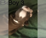 Small Photo #2 Boston Terrier Puppy For Sale in HAUGHTON, LA, USA
