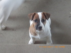 Puppy 0 Jack Russell Terrier