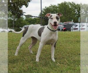 American Pit Bull Terrier Dogs for adoption in Olathe, KS, USA