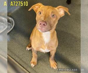 American Staffordshire Terrier-Unknown Mix Dogs for adoption in San Antonio, TX, USA