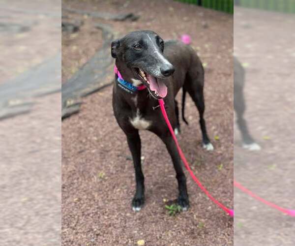 Medium Photo #3 Greyhound Puppy For Sale in Cherry Hill, NJ, USA